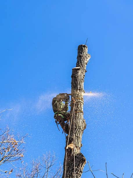 Better Rate Tree Service crew portrait