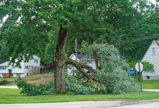 Tree Health and Care